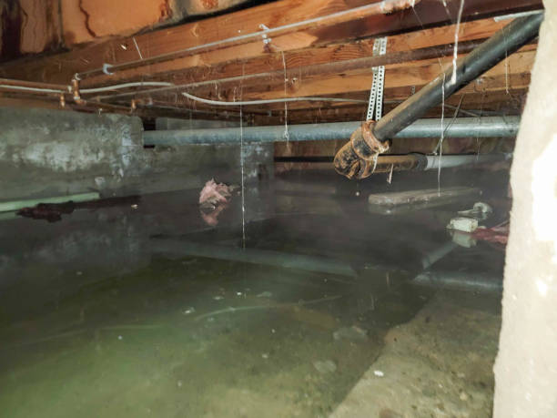Best Water damage contractors near me  in Norwich, NY