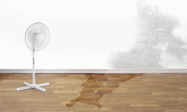 Best Mold removal after water damage  in Norwich, NY